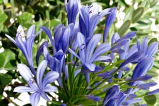 Estepona, bloemen en planten